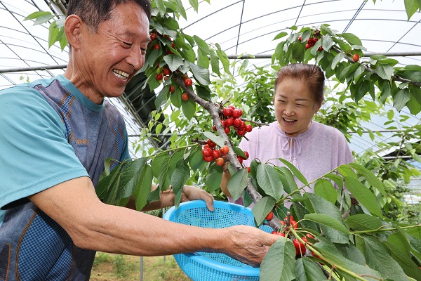 ▲빨갛게 익은 강진산 체리가 수확을 기다리고 있다.(사진제공=강진군)