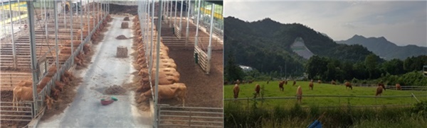 ▲강진군의 축사내부와 축산농가 전경(사진제공=강진군)