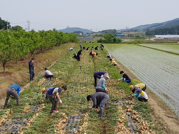 ▲지난 2일 축산과, 문화시설사업소, 금정면 직원 등은 금정면 아천리에 위치한 양파 농가를 찾아 수확 작업을 실시했다.(사진제공=영암군)