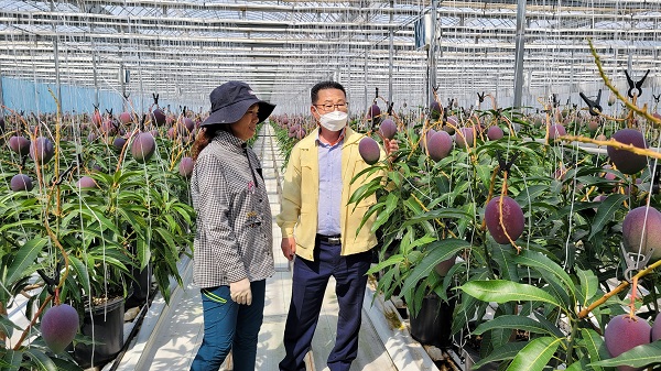 ▲영광군은 새로운 작목인 애플망고를 첫 수확을 할 예정이다.(사진제공=영광군)