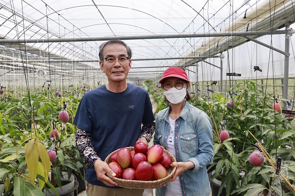 ▲보성군이 신소득 작목으로 육성한 아열대 과수 애플망고가 본격적으로 출하를 시작했다.(사진제공=보성군)