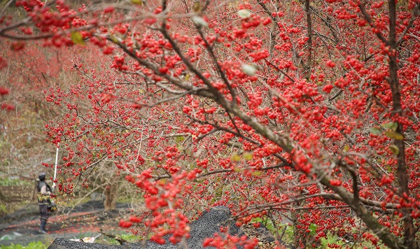 ▲구례 산수유(사진제공=구례군)