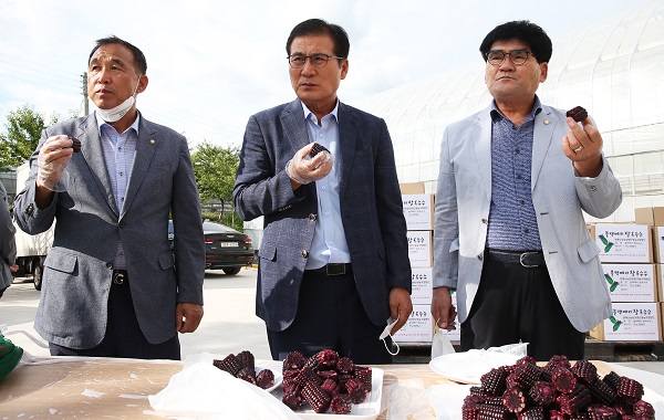 ▲블랙베리 옥수수를 시식하고 있는 모습(사진왼쪽부터 김영인 함평군의회 의원, 이상익 함평군수, 김형모 함평군의회 의장. 사진제공=함평군)