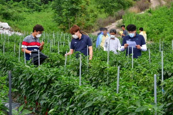 ▲순창군은 순창만의 고추 종자 개발을 나서 ‘채계’와 ‘아미’ 등 2 품종을 개발했다.(사진제공=순창군)