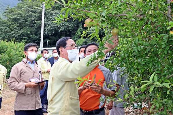 ▲송귀근 고흥군수는 지난 폭우로 인한 피해가 심각한 석류재배 농가를 방문해 피해정도를 점검하고 있다.(사진제공=고흥군)