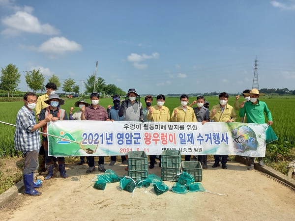 ▲영암군은 지난 11일 시종면 만수리 일원의 왕우렁이가 투입된 농지와 용·배수로에서 우렁이, 우렁이알 약 3.6t을 수거했다.(사진제공=영암군)
