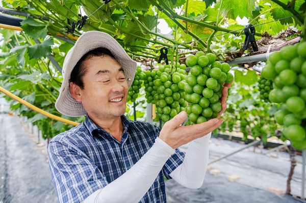 ▲강진군 성전면 투게더농장에서 한창 샤인머스캣을 수확하고 있다.(사진제공=강진군)