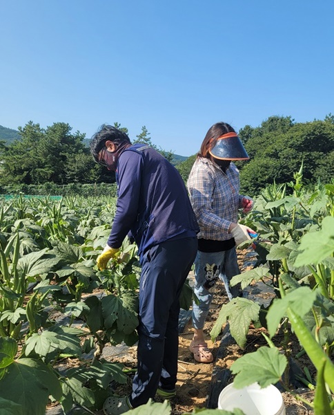 ▲아열대작물 오크라 수확 모습(사진제공=무안군)