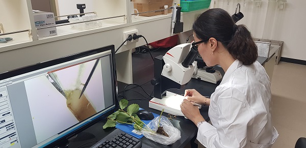 ▲보성군은 딸기 재배농가를 대상으로 명품딸기 생산을 위한 화아분화 검경 서비스를 실시한다.(사진제공=보성군)