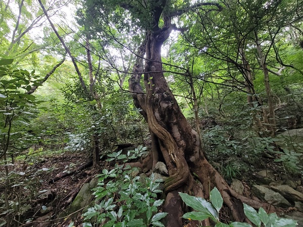 ▲불갑산 전일암에 위치한 노거수(사진제공=영광군)
