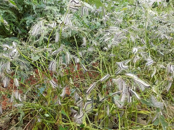 ▲미국흰불나방(사진제공=무안군)