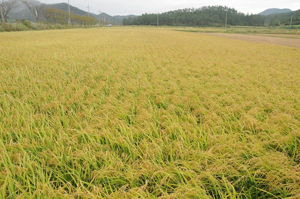 ▲진도군이 ‘친환경 볏짚 환원 사업’을 추진한다.(사진제공=진도군)