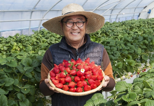 ▲창평새벽이슬딸기공선회 윤일호 회장(사진제공=담양군)