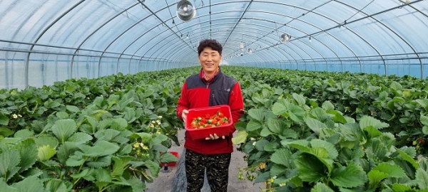 ▲박성철씨 농가에서 제철을 맞은 강진산 딸기를 수확하고 있다.(사진제공=강진군)