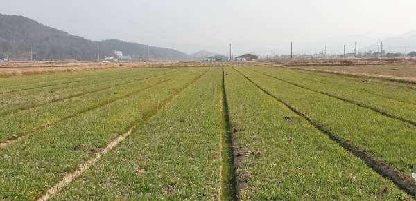 ▲강진군 관내 맥류 재배지(사진제공=강진군)