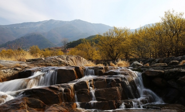 ▲2021년 3월 3일 반곡마을 산수유 군락지(사진제공=구례군)