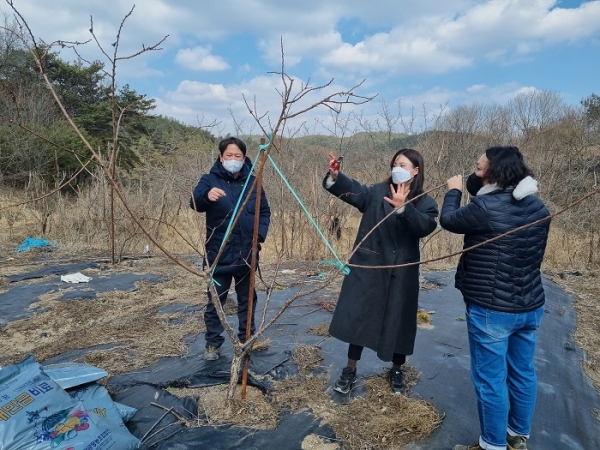▲2022년 과수(살구)동계 정지전정 현장 컨설팅 모습.(사진제공=화순군)