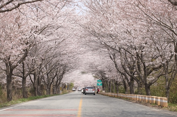 ▲강진군 금곡사 벚꽃길(사진제공=강진군)