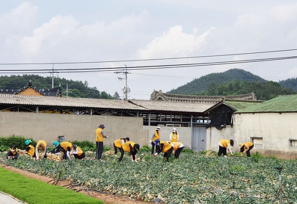 ▲무안군이 양파·마늘 수확기가 다가옴에 따라 일손부족 해소를 위한 종합대책을 마련해 추진한다.(사진제공=무안군)