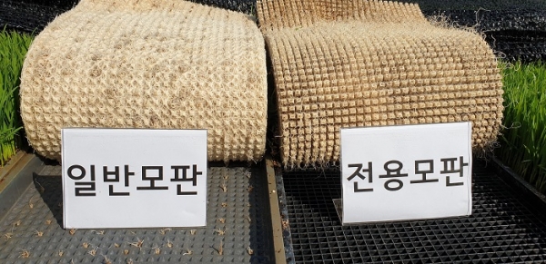 ▲관행 육묘상자(좌)와 드문모심기 전용 육묘상자(우)의 육묘 비교 모습(사진제공=강진군)