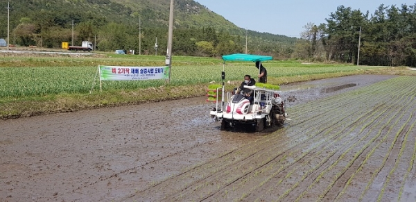 ▲북평면 동해리 모내기 현장 모습(사진제공=해남군)