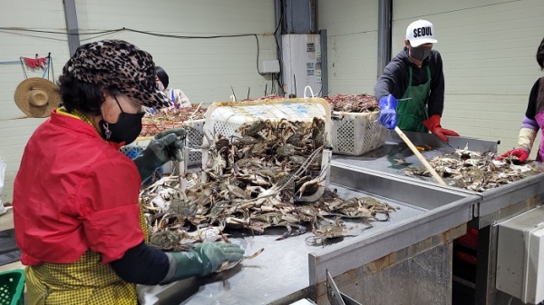 ▲진도 서망항은 꽃게 통발마다 제철을 맞아 갓 잡아 올린 봄 꽃게 위판으로 분주하다.(사진제공=진도군)