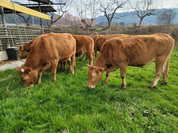 ▲무안군은 동물복지형 녹색축산농장 지정 확대에 총력을 기울이고 있다.(사진제공=무안군)