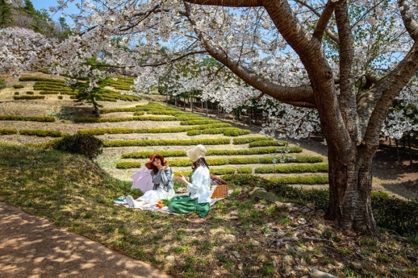 ▲보성군은 차음료와 디저트를 먹으며 차밭에서 피크닉을 즐길 수 있는 ‘보성愛 물들茶’프로그램 오는 28일부터 시범 운영한다.(사진제공=보성군)