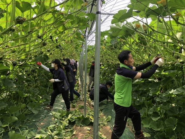 ▲10일 계곡면 밤호박 농가 순치기 모습(사진제공=해남군)