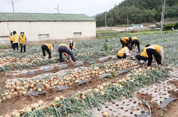 ▲무안군이 양파, 마늘 수확철을 맞아 오는 6월 1일부터 6월 12일까지 12일 간 공공일자리 일부 사업의 운영을 일시 중단한다.(사진제공=무안군)