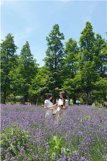 ▲초록빛 메타세쿼이아를 배경으로 보랏빛으로 물든 보랏빛 라벤더(사진제공=광양시)