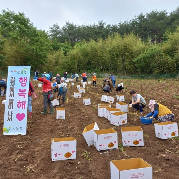 보성군 노동면은 지난 8일 민·관이 협력하여 키운 감자(1,180kg) 수익금을 전라남도사회복지공동모금회에 기부했다.(사진제공=보성군)