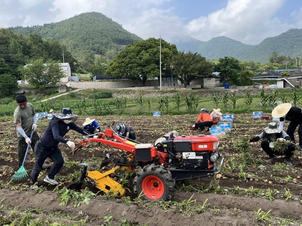 장흥군 재무과 공직자들은 15일 어려움을 겪고 있는 농가를 찾아 감자 수확작업에 나섰다.(사진제공=장흥군)