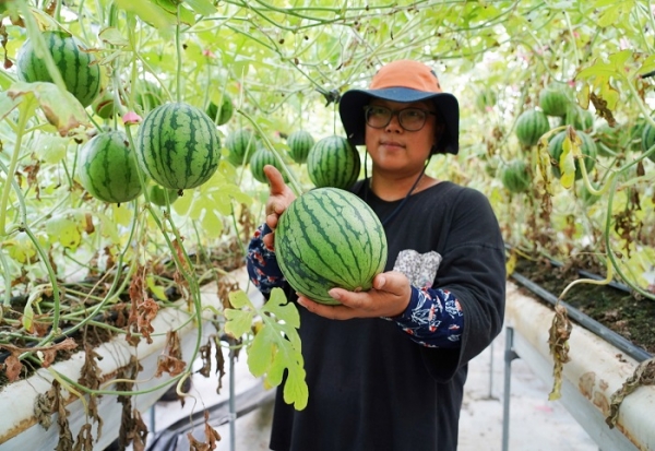▲해남군은 삼산면 청년 경영실습 임대농장 1,000㎡ 시설하우스에서 애플수박을 수확을 시작했다.(사진제공=해남군)