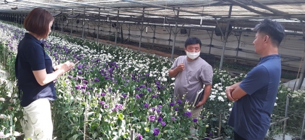 ▲농가가 농업기술센터 관계자와 현장에서 의견을 나누고 있다.(사진제공=강진군)