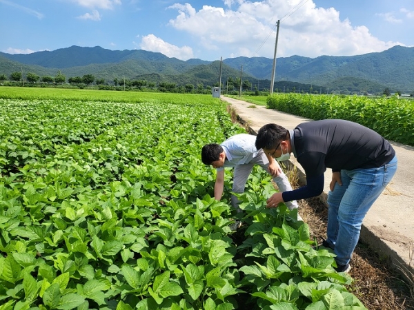 ▲농업기술센터 직원들이 폭염피해가 우려되는 밭작물 포장을 점검하고 있다.(사진제공=강진군)