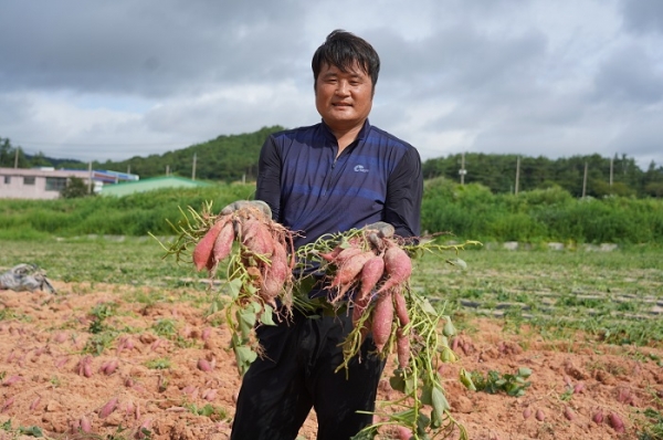 ▲삼산면 강성우 농가 고구마 수확현장(사진제공=해남군)