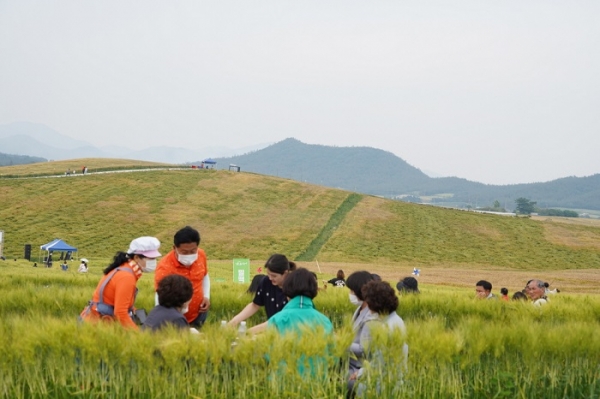 ▲황산면 연호 보리축제(사진제공=해남군)