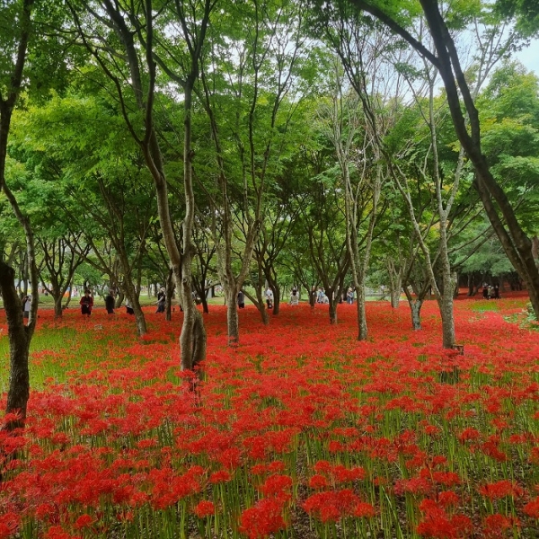 ▲상사화 모습(사진제공=영광군)