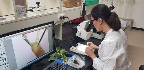 ▲보성군은 오는 5일부터 23일까지 딸기 재배농가를 대상으로 딸기 안정생산을 위한 화아분화 검경 서비스를 실시한다.(사진제공=보성군)