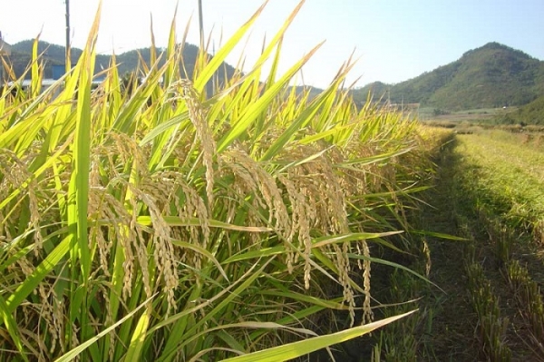 ▲진도군이 농림축산식품부 공모사업인 가루쌀 생산단지 조성사업에 선정됐다.(사진제공=진도군)