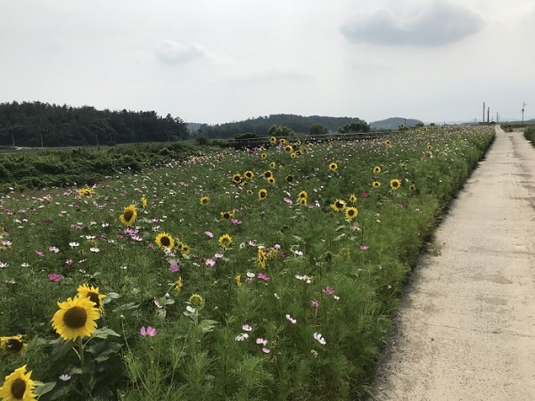 ▲황산면 연자마을 해바라기(사진제공=해남군)