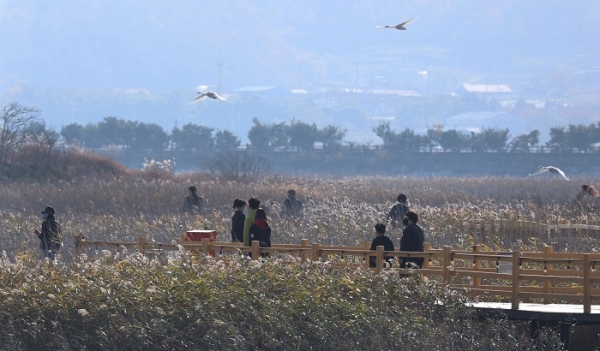 ▲제7회 강진만 갈대축제장을 찾은 관광객들이 갈대밭을 거닐고 있다.(사진제공=강진군)