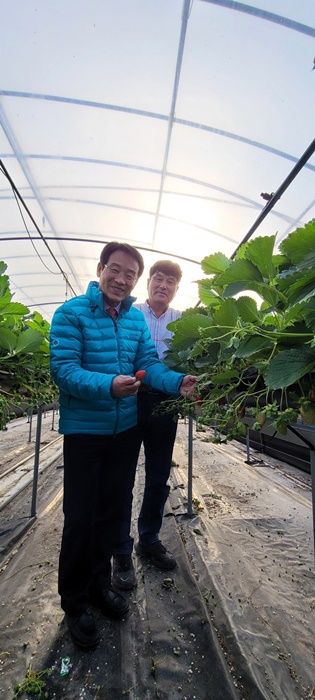 ▲지난 9일 강진원 강진군수가 딸기 재배농가 김홍석 씨의 하우스를 방문해 딸기 상태를 확인하고 있다.(사진제공=강진군)