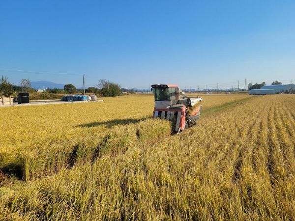▲장성군이 고품질 쌀 생산을 위한 ‘2023년 벼 정부보급종 종자 신청’을 오는 12월 14일까지 받는다.(사진제공=장성군)