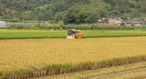 ▲벼 수확 모습(사진제공=전라남도)