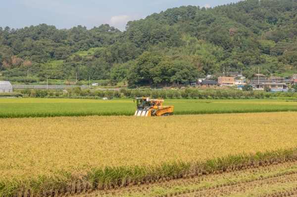 ▲벼 수확 모습(사진제공=전라남도)