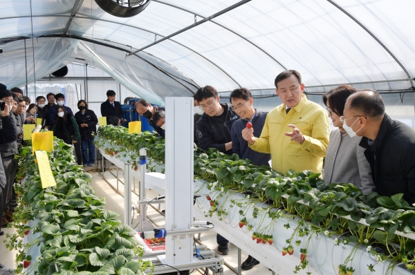 ▲담양군은 지난 22일 담양 육성 프리미엄 딸기 ‘죽향’의 로봇 수확 시연회를 개최했다.(사진제공=담양군)