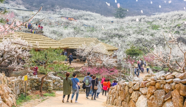 ▲매화 곱게 핀 광양매화마을 풍경(사진제공=광양시)
