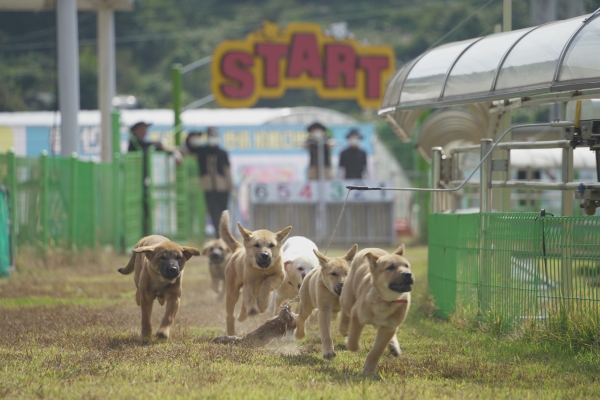 ▲진도군이 오는 4일 오전 11시부터 Dog스포츠를 시작한다.(사진제공=진도군)